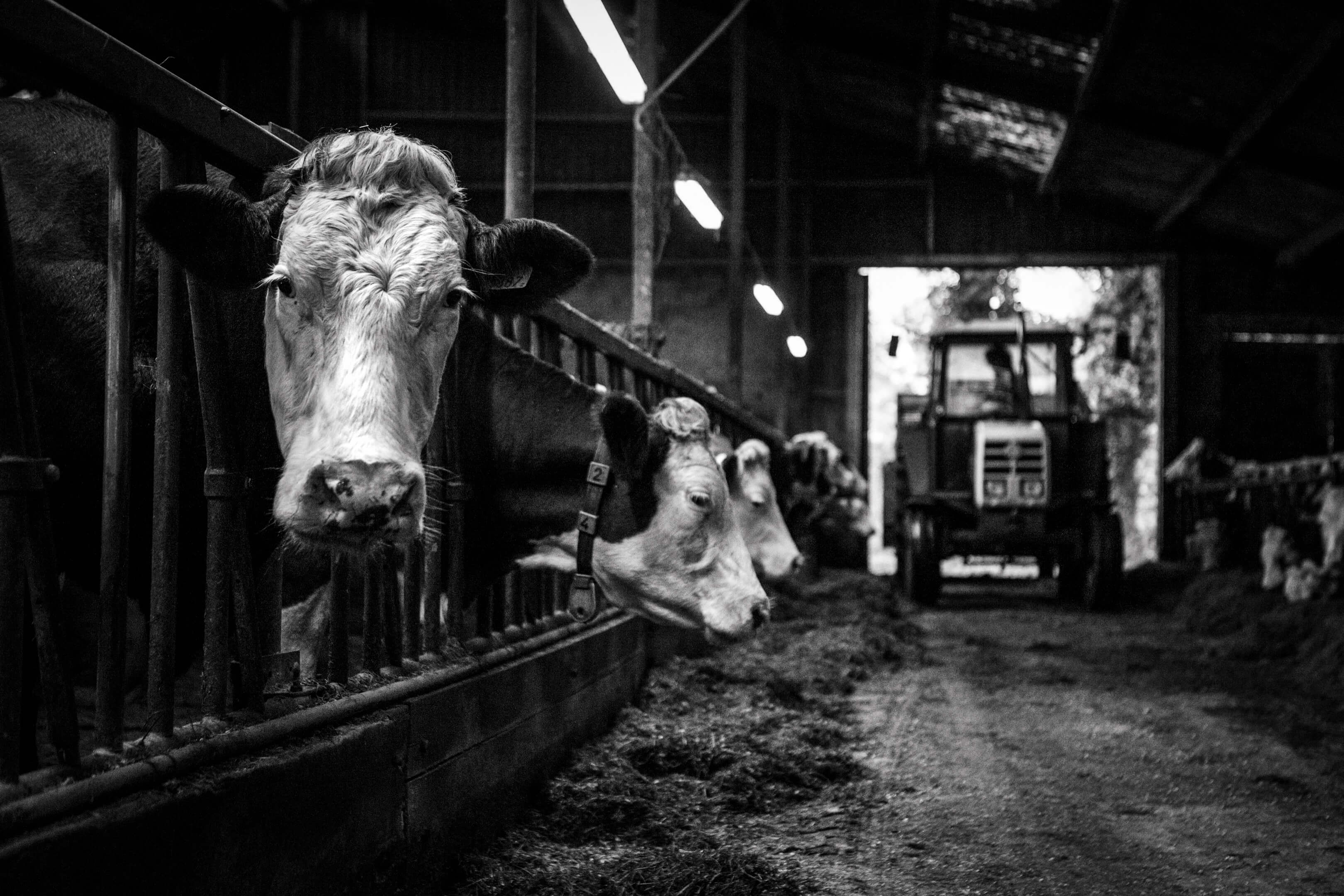 Jelle Hidma koeien van Jelle lakenvelders reportage zwart wit zw Jur Jurjen Poeles Fotografie vrij werk boerderij Twente biologische veeteelt duurzaam biologisch