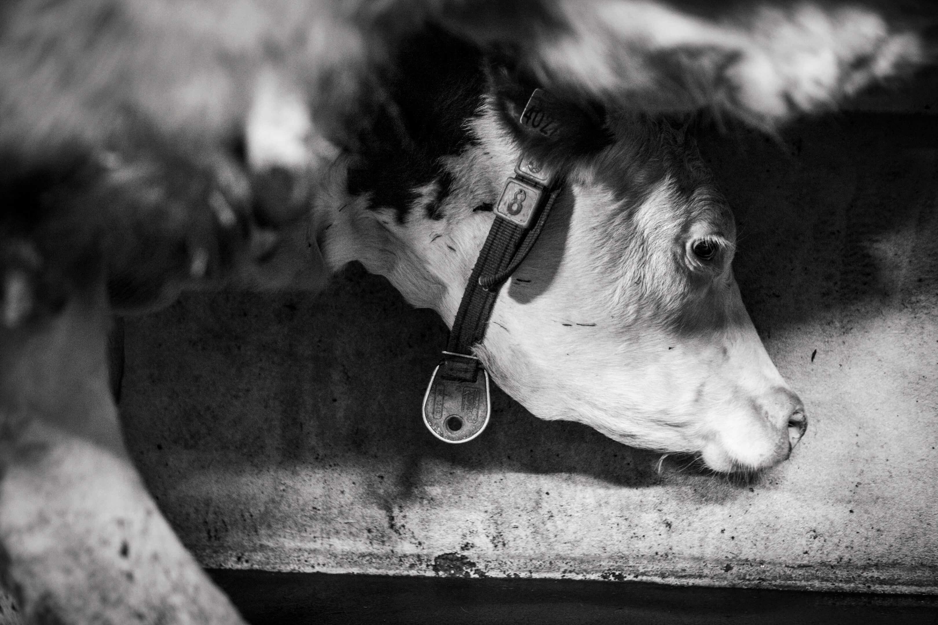 Jelle Hidma koeien van Jelle lakenvelders reportage zwart wit zw Jur Jurjen Poeles Fotografie vrij werk boerderij Twente biologische veeteelt duurzaam biologisch